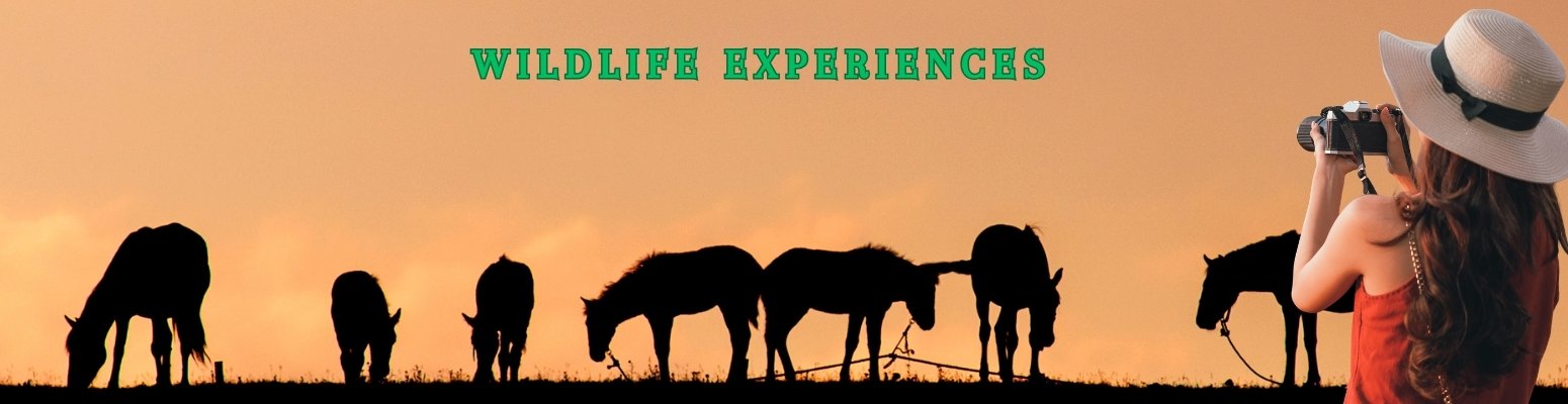 Professional travel solutions for businesses