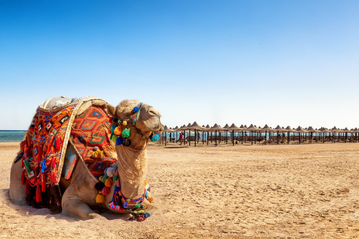 ROYAL RAJASTHAN TOUR ( 4 N / 5 D) 