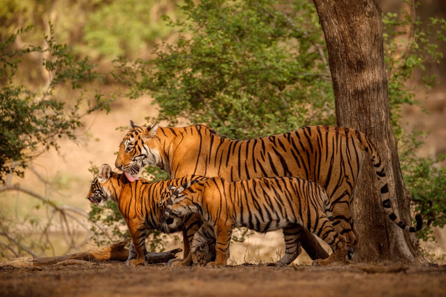 2N 3D Jim Corbett Wildlife Tour from Chandigarh
