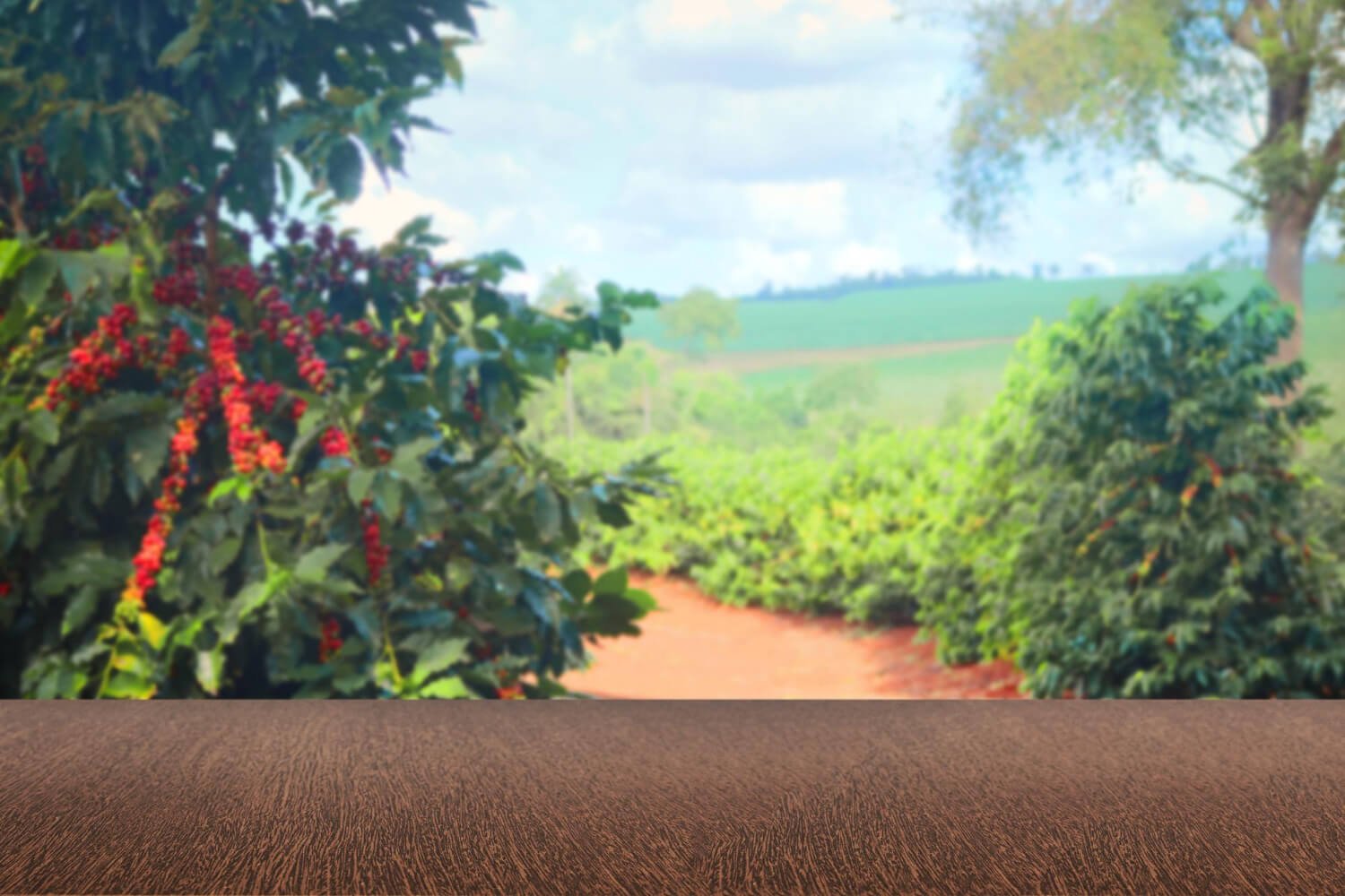 8N 9D Hill Station Tour of Karnataka