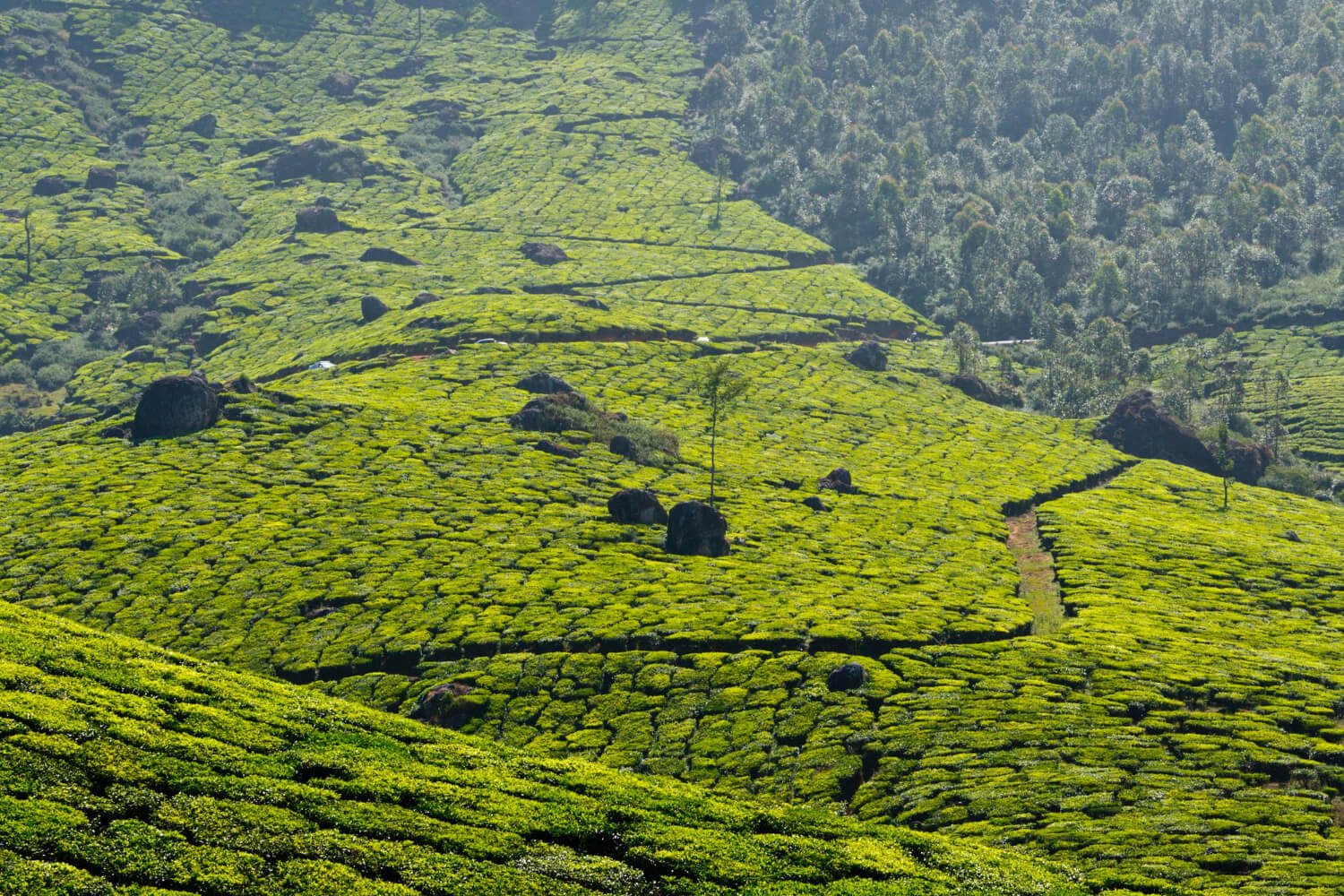 4N 5D Coorg Ooty Coonoor Tour Package from Bangalore