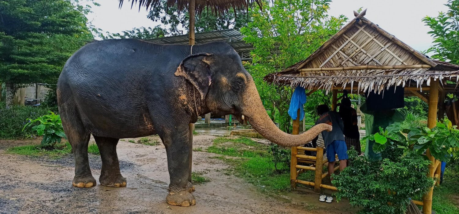 5N 6D Bangalore Mysore Nagarhole Coorg Tour Package from Bangalore