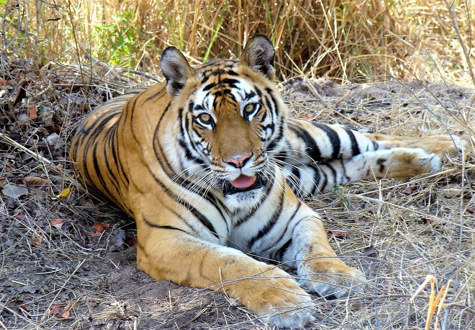 5N 6D Pachmarhi Bandhavgarh Tour