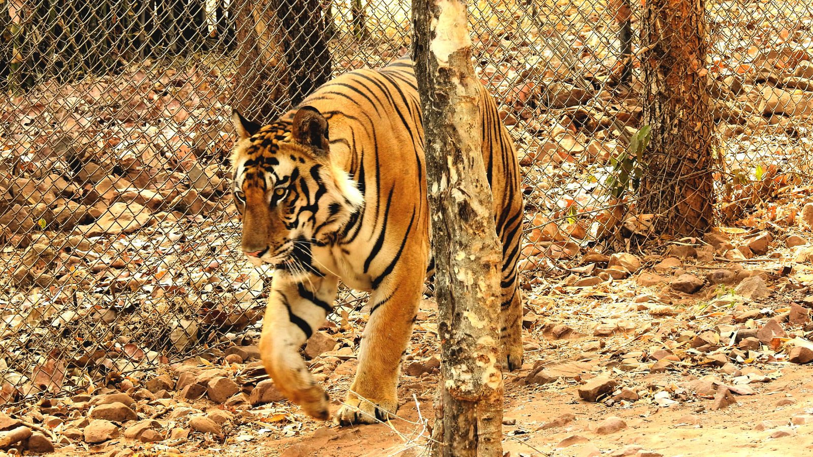9N 10D Madhya Pradesh Wildlife Heritage Tour
