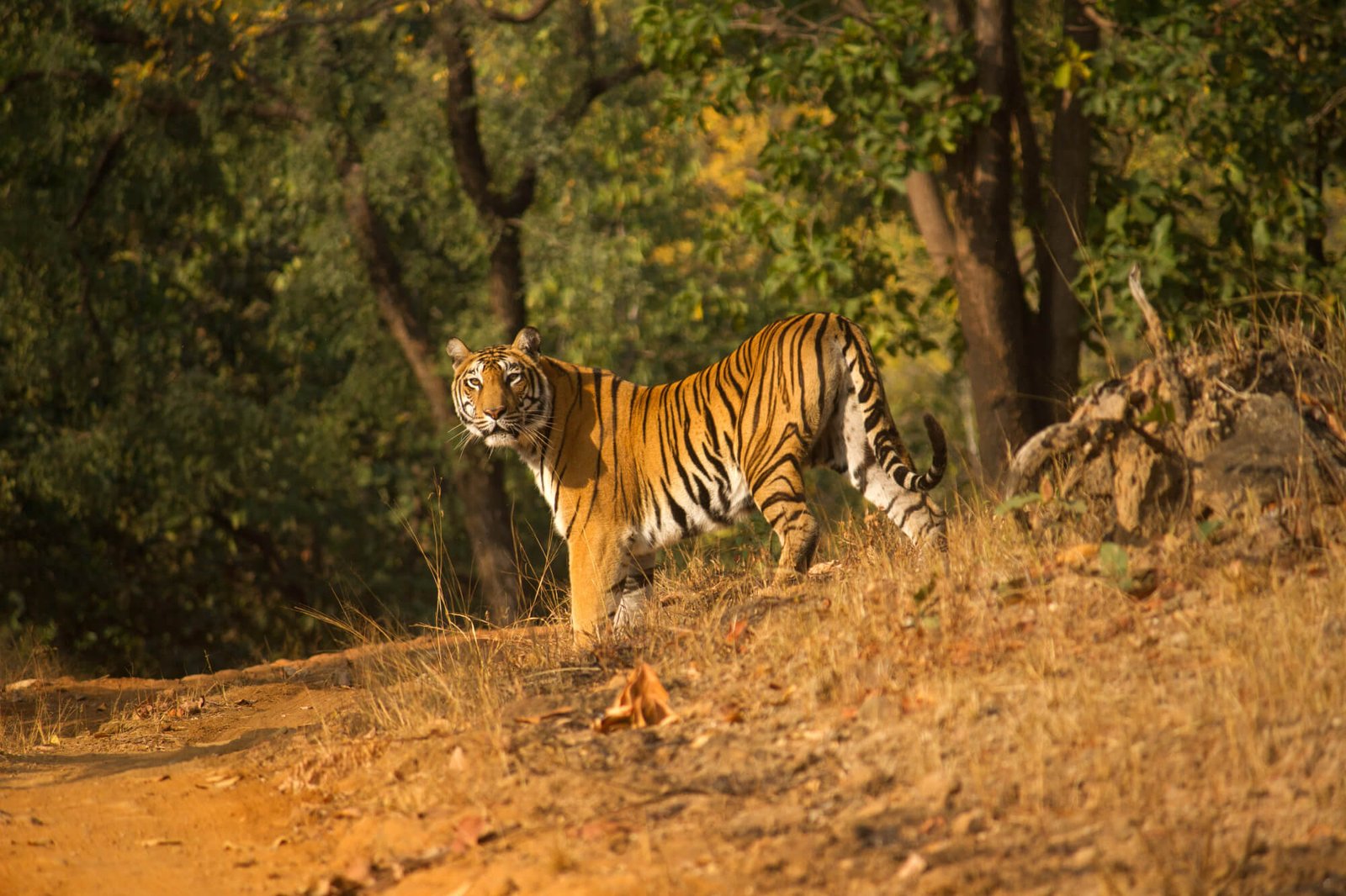 9N 10D Madhya Pradesh Wildlife Heritage Tour
