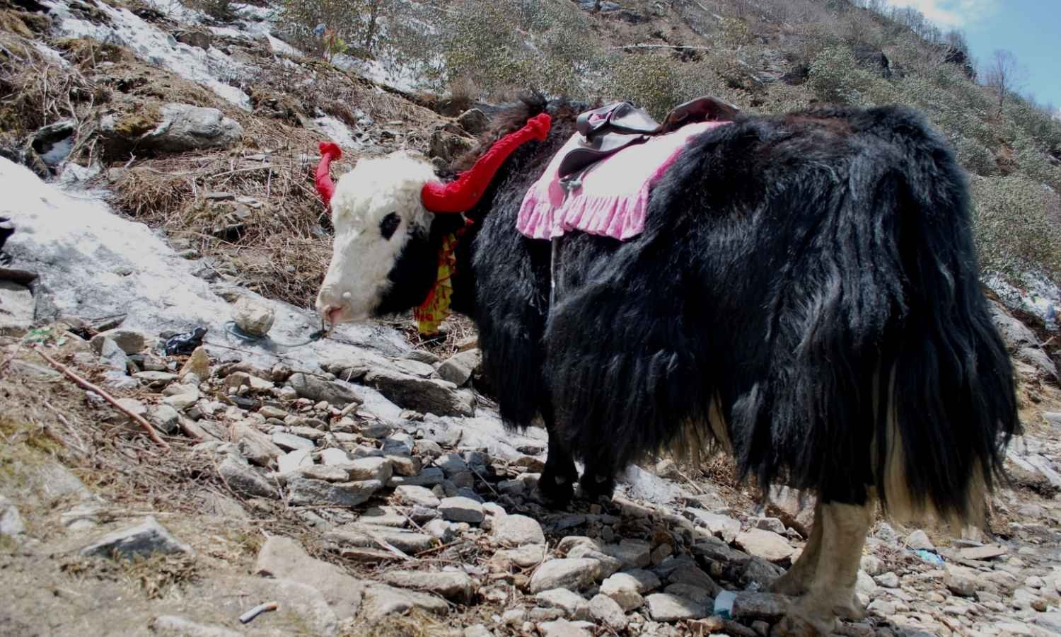 1N 2D Best of Gangtok Tour