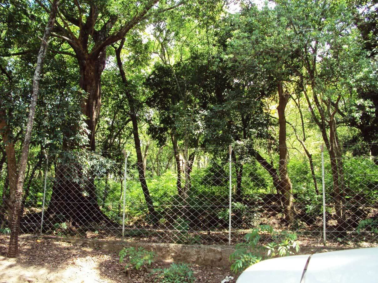 Full-Day Munnar Sightseeing Tour by Car