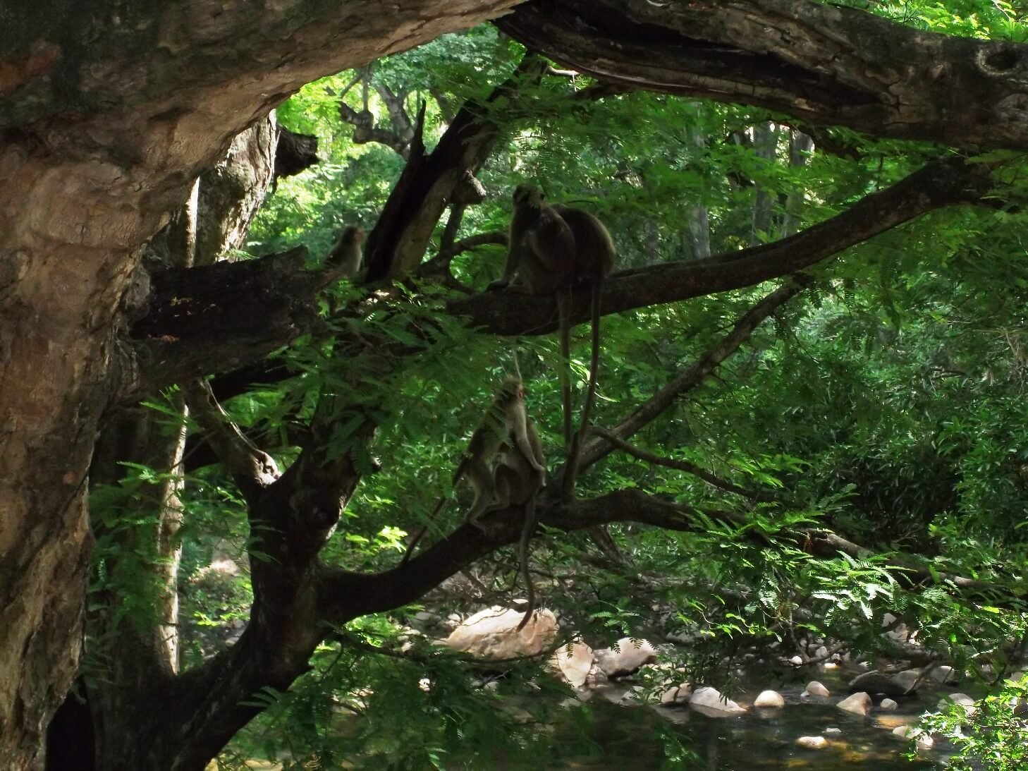 Full-Day Munnar Sightseeing Tour by Car