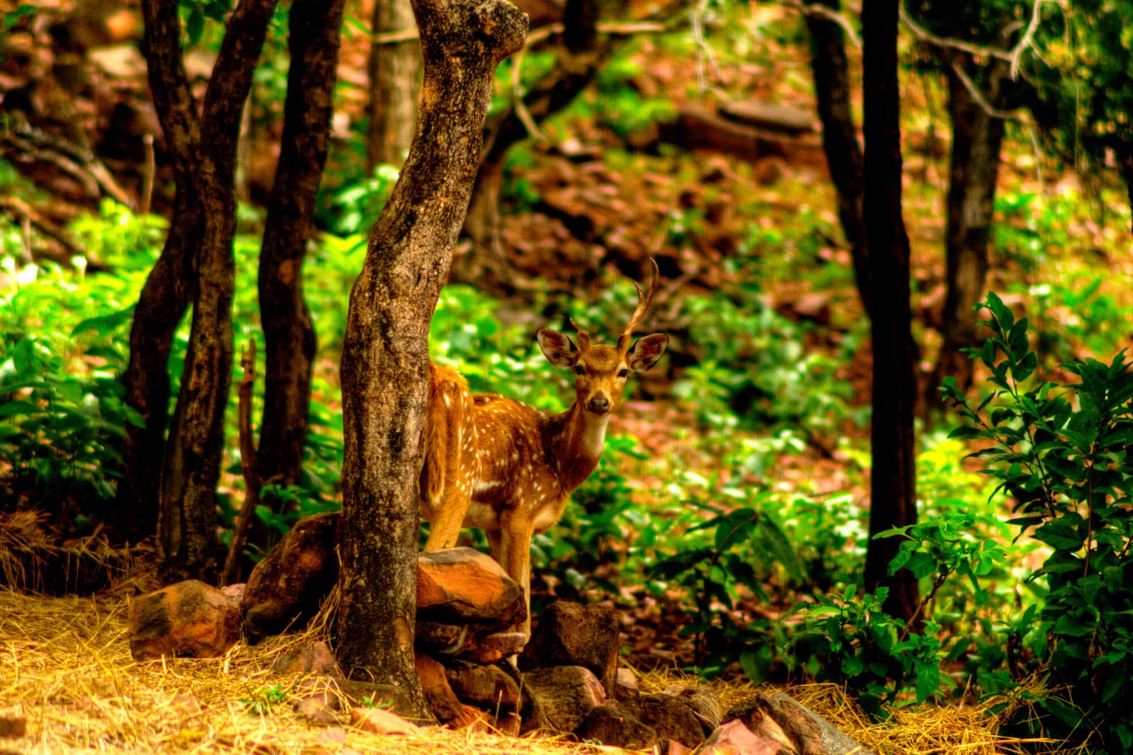 Full-Day Bhopal Sightseeing Tour by Car