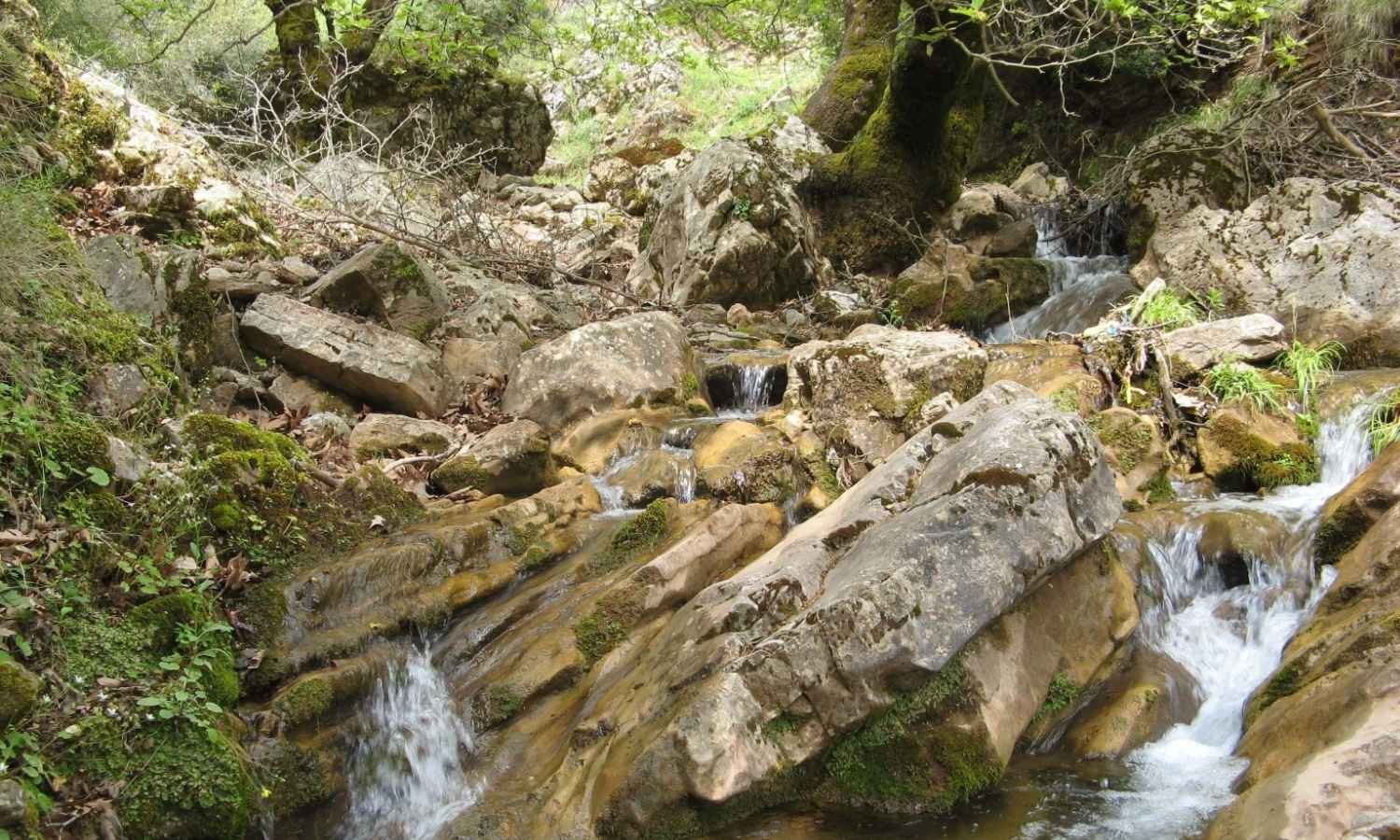 Full-Day Rishikesh Sightseeing Tour by Car