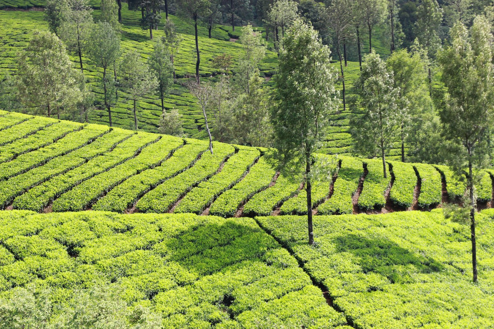 Romantic Kerala Tour
