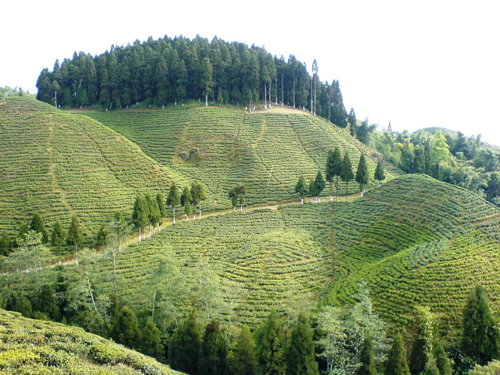 Enchanting Darjeeling 