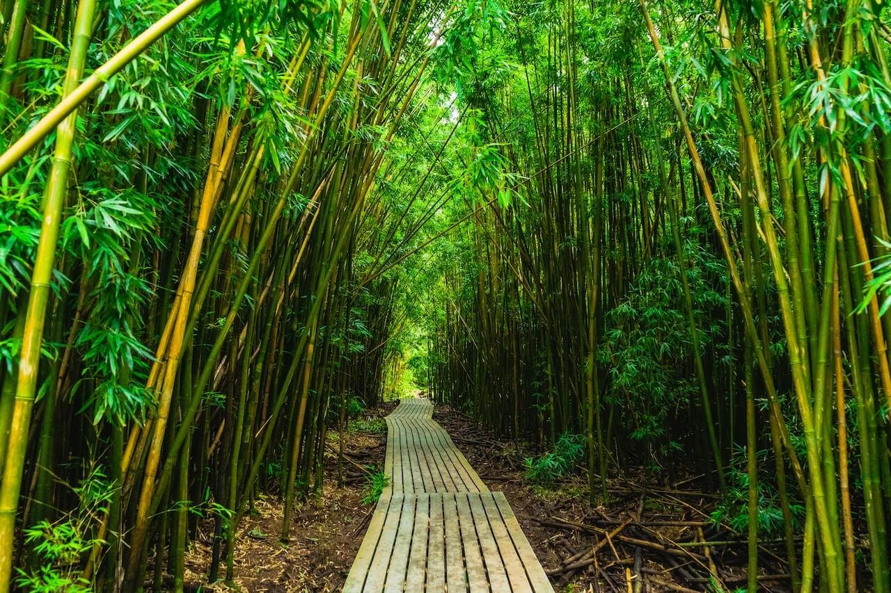 Refreshing Wayanad Honeymoon Tour