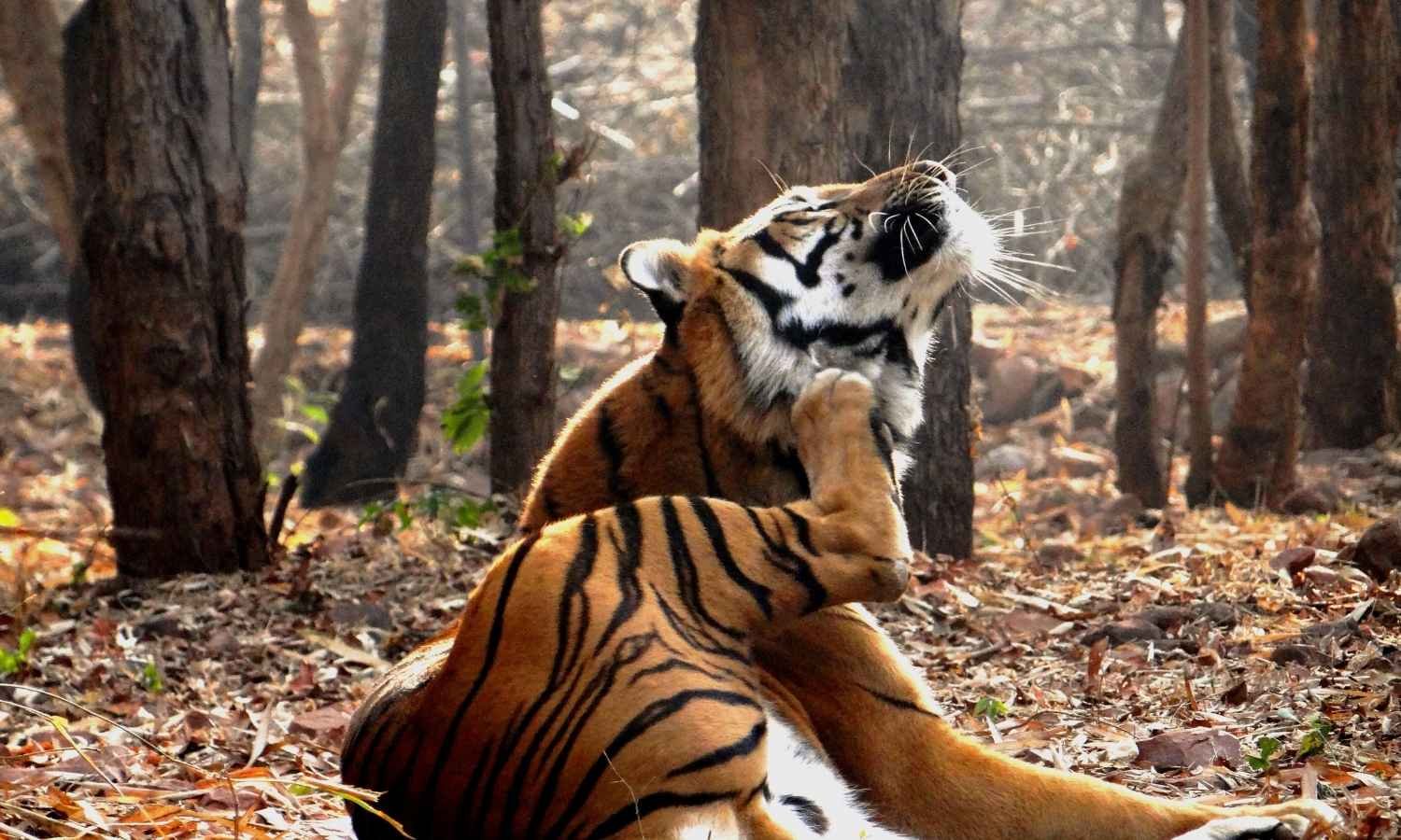 Magic Manali Honeymoon Tour