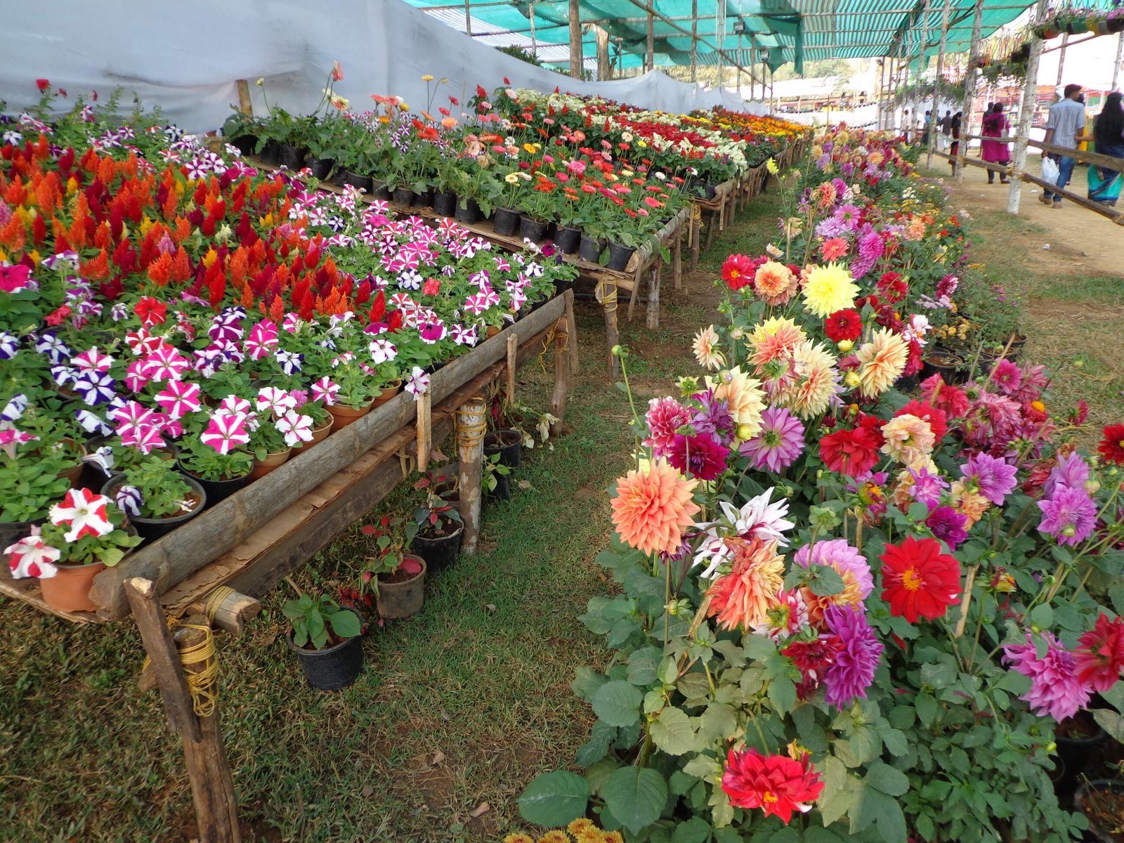 Gangtok Honeymoon Tour