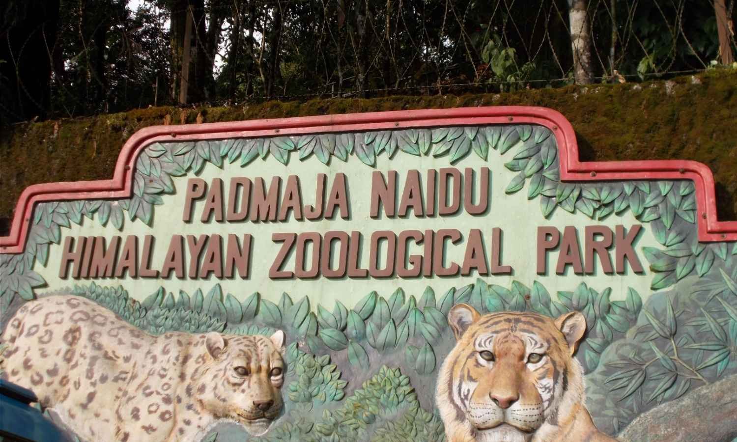 Darjeeling Honeymoon Tour