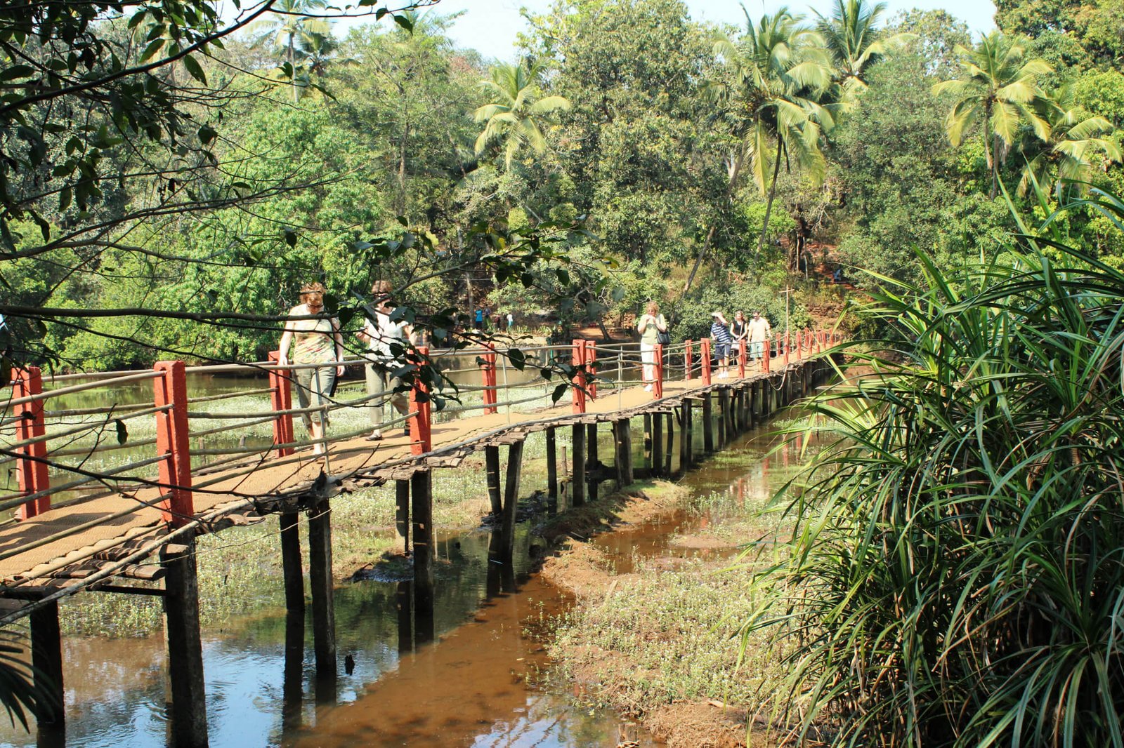 Munnar Honeymoon Tour