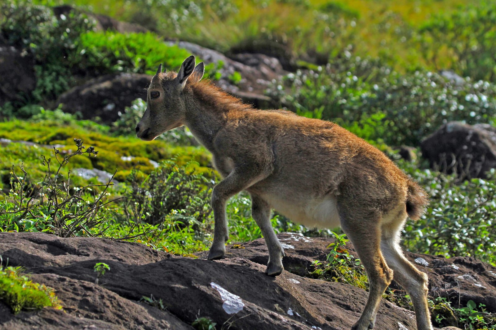 Munnar Honeymoon Tour