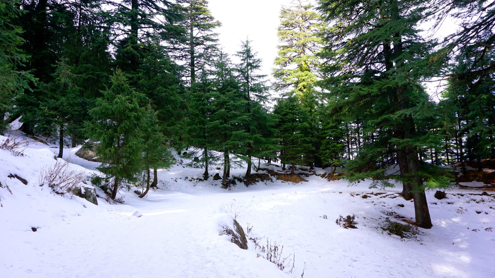 Dalhousie Dharamshala Honeymoon Tour