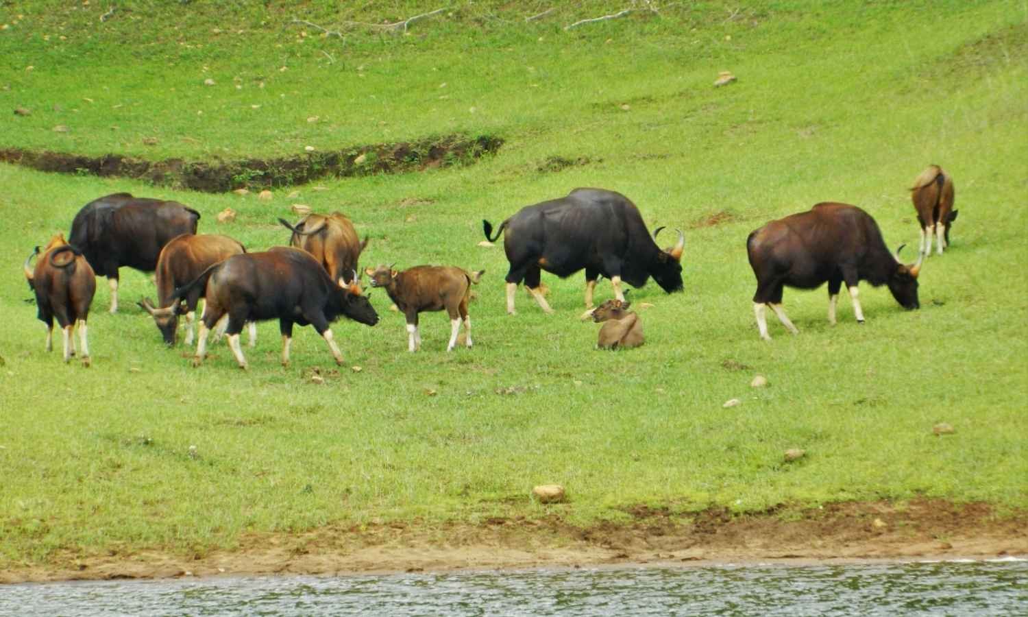 Munnar Thekkady Alleppey Honeymoon Tour