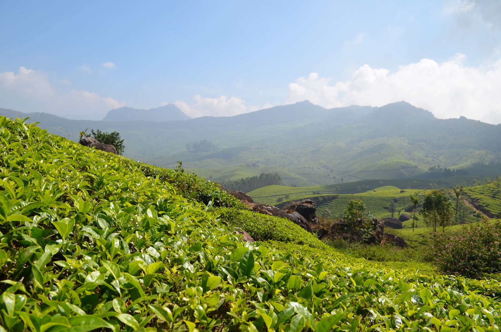 Cochin Munnar Honeymoon Tour