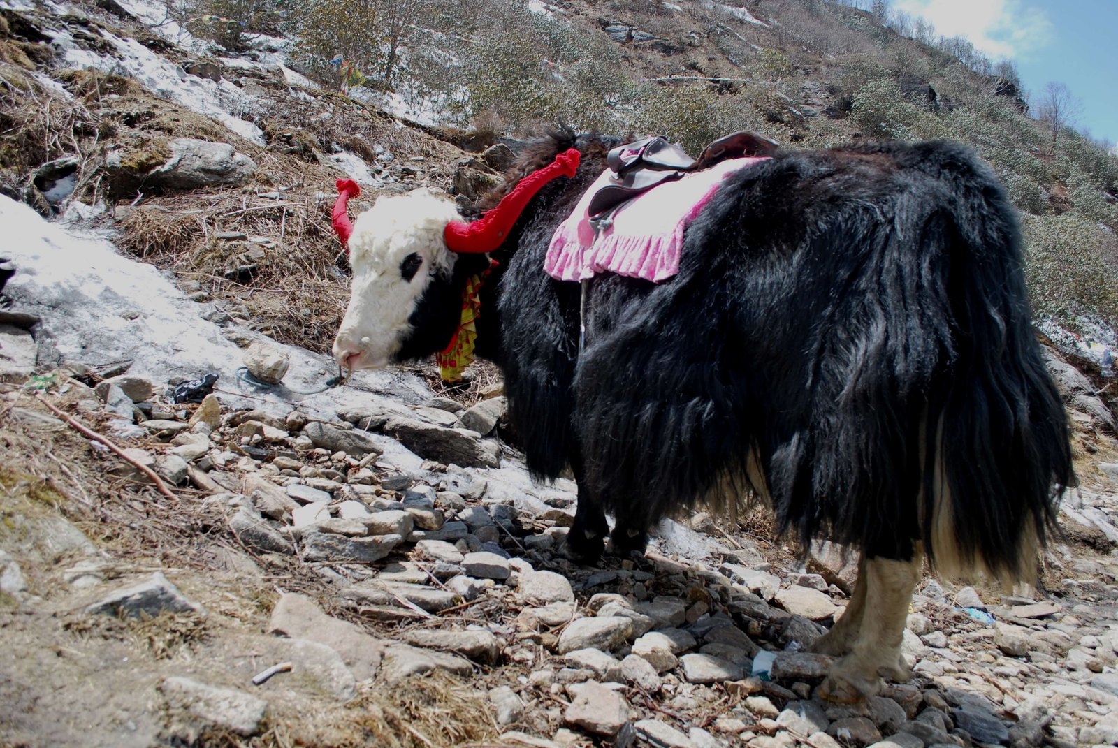 Gangtok Honeymoon Tour Package