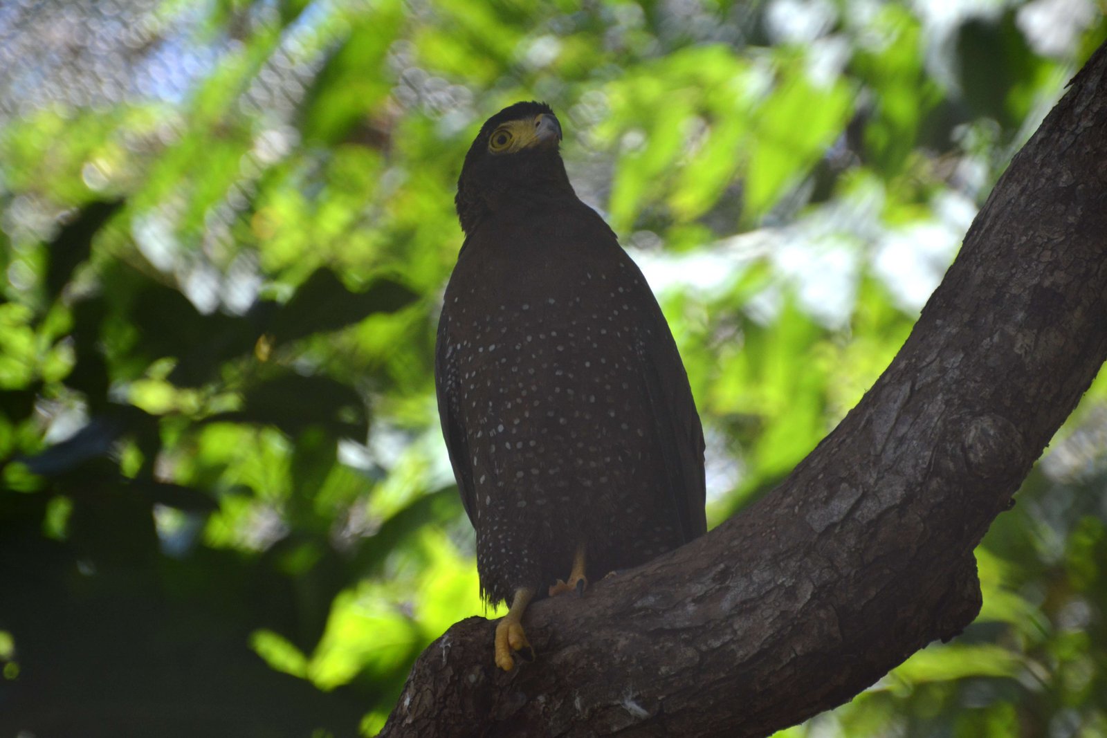 Awesome Andaman Honeymoon Tour Package