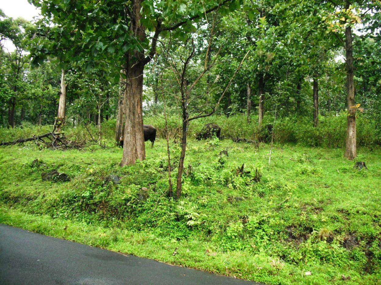 Mysore Wayanad Honeymoon Tour