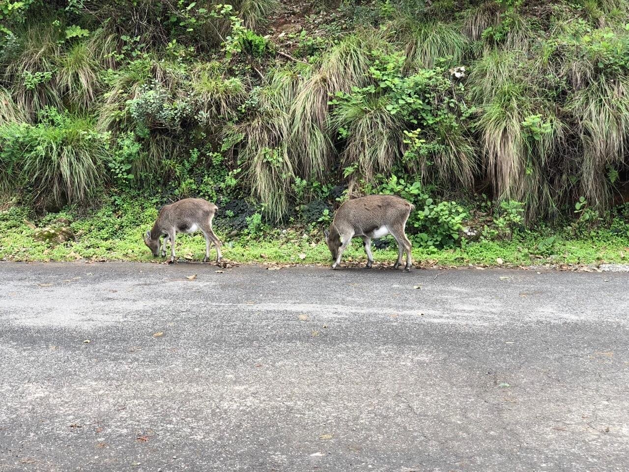 Thrilling Kerala Honeymoon Tour Package