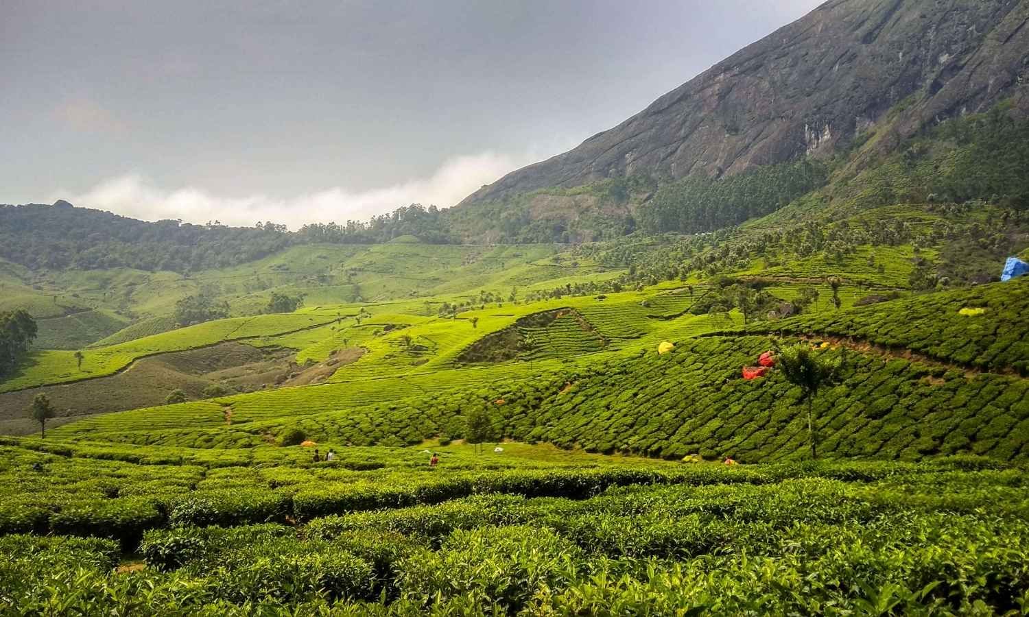Blissful Kerala Honeymoon Tour Package