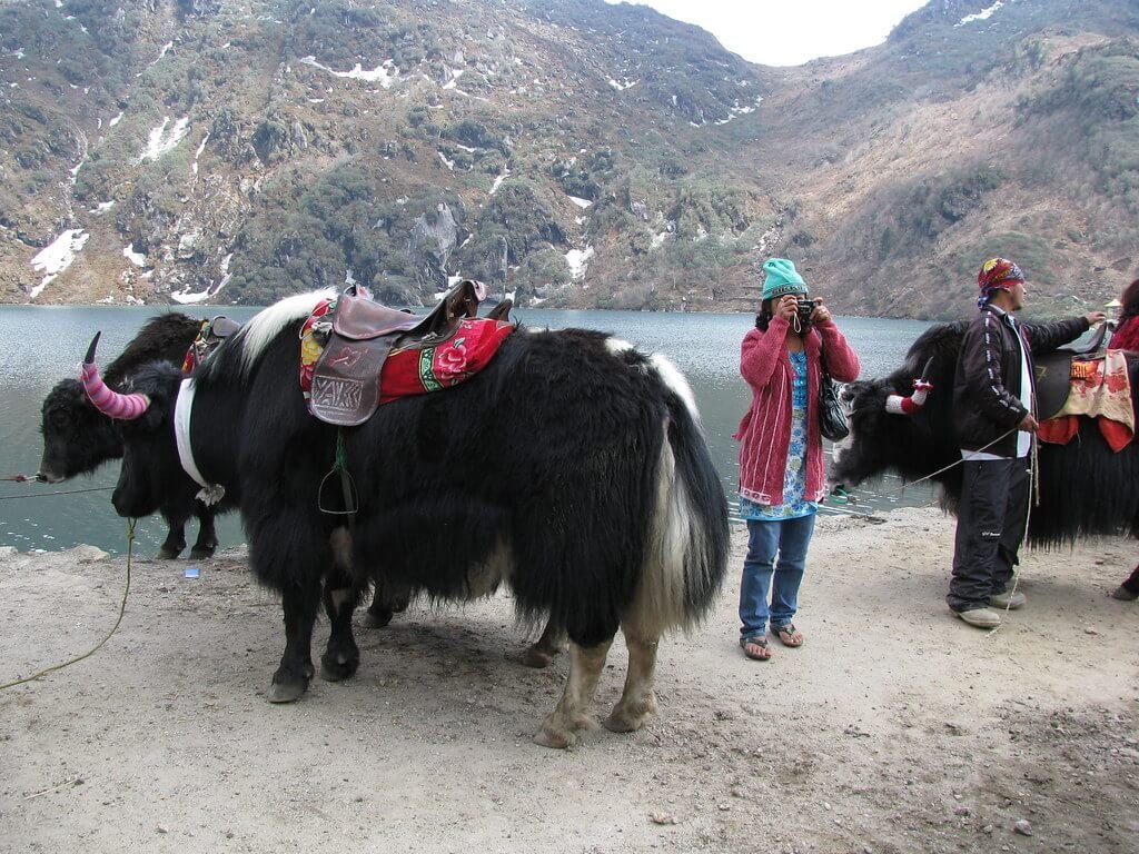 Mystic Sikkim Honeymoon Tour Package