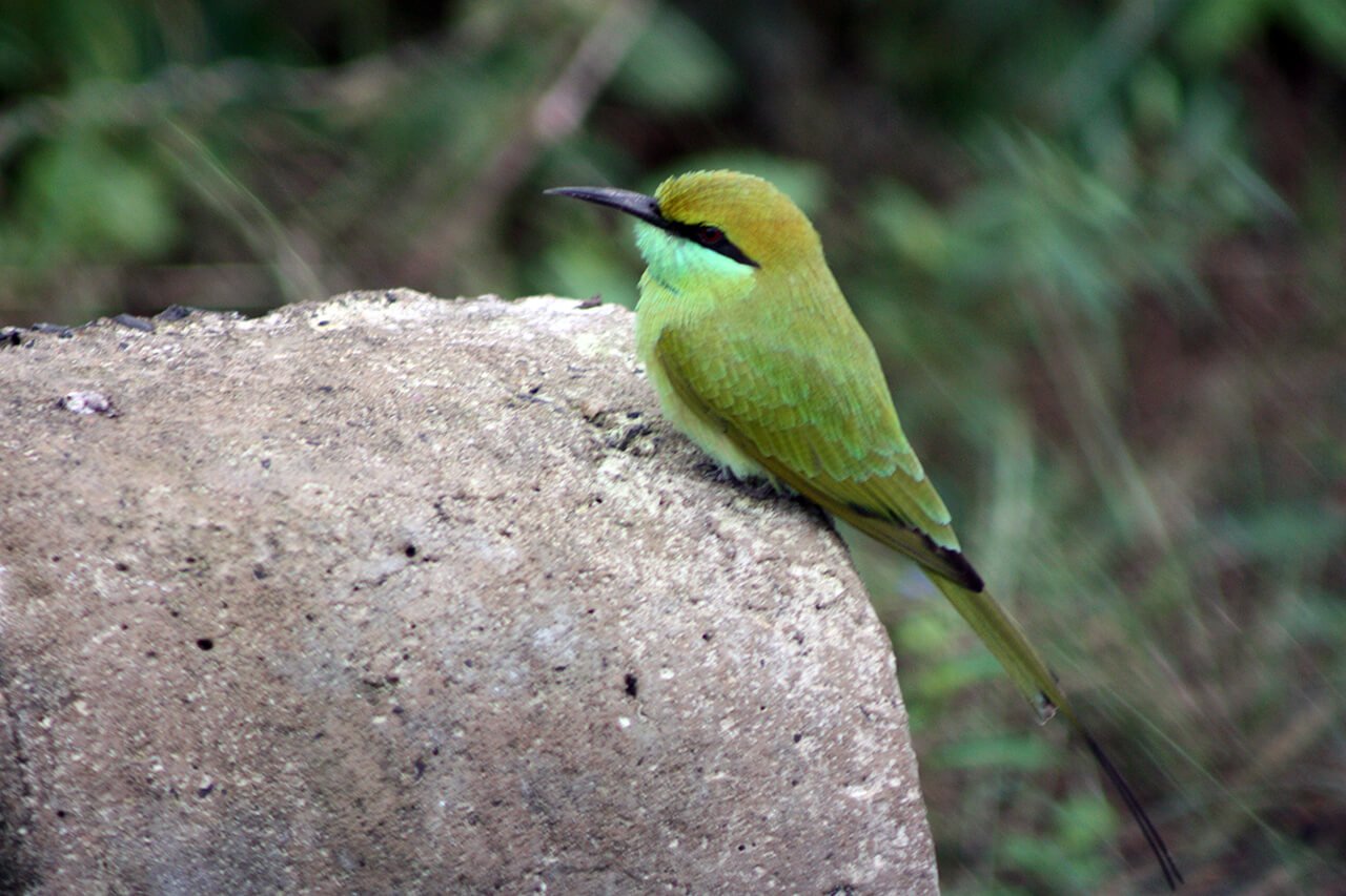 Gujarat Wildlife Tour