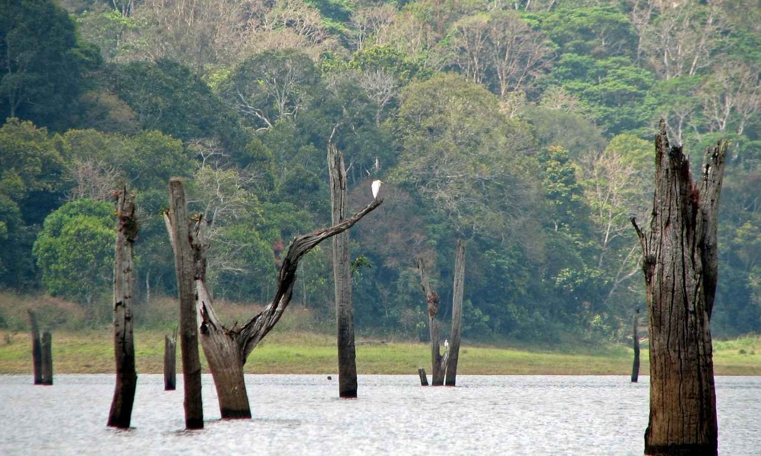 South India Hill Station Tour with Backwaters