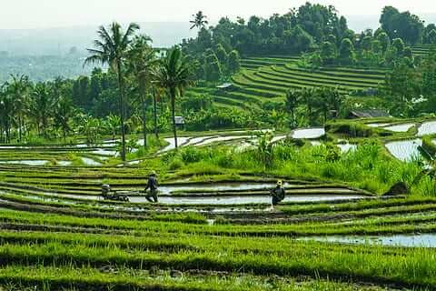 Enchanting Bali Tour