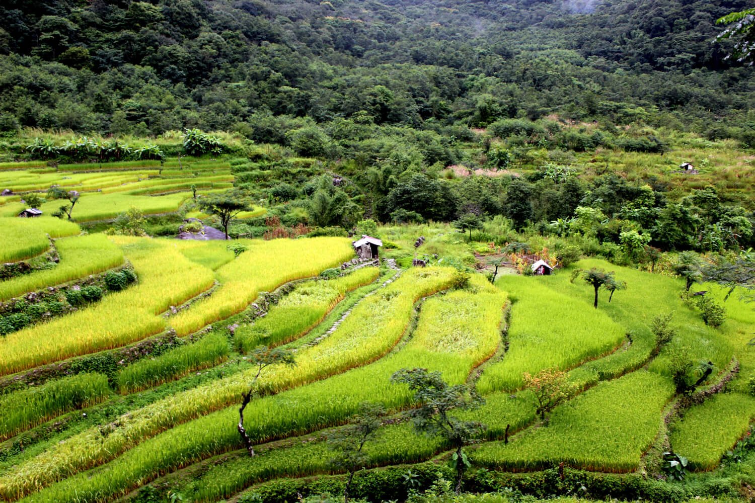 Imphal Kohima Jorhat Tour