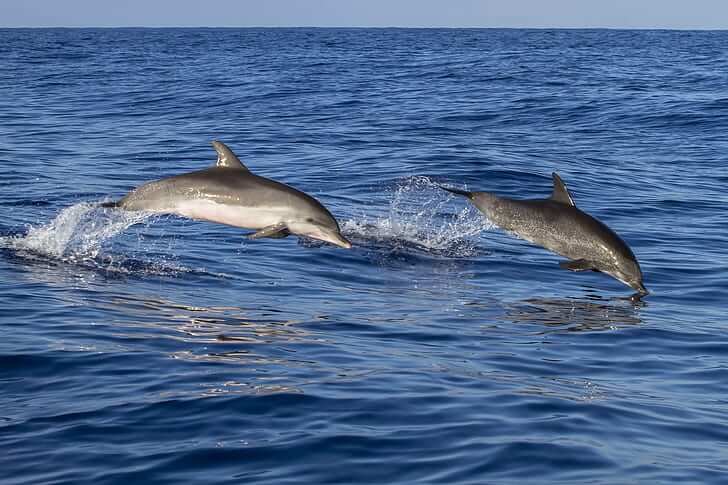 Sparkling Maldives Tour