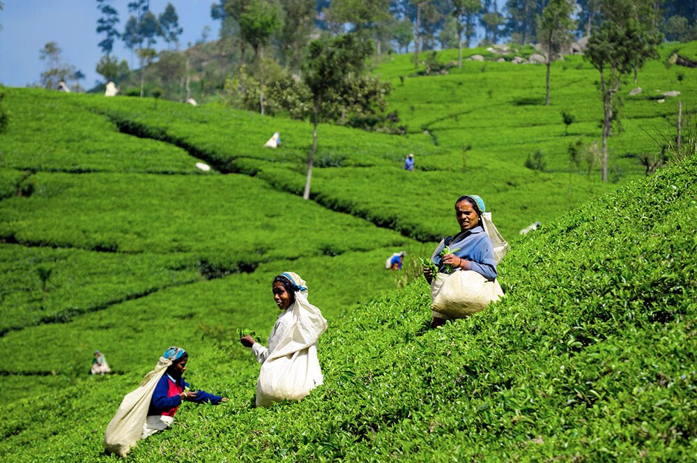 Marvels of Sri Lanka Tour