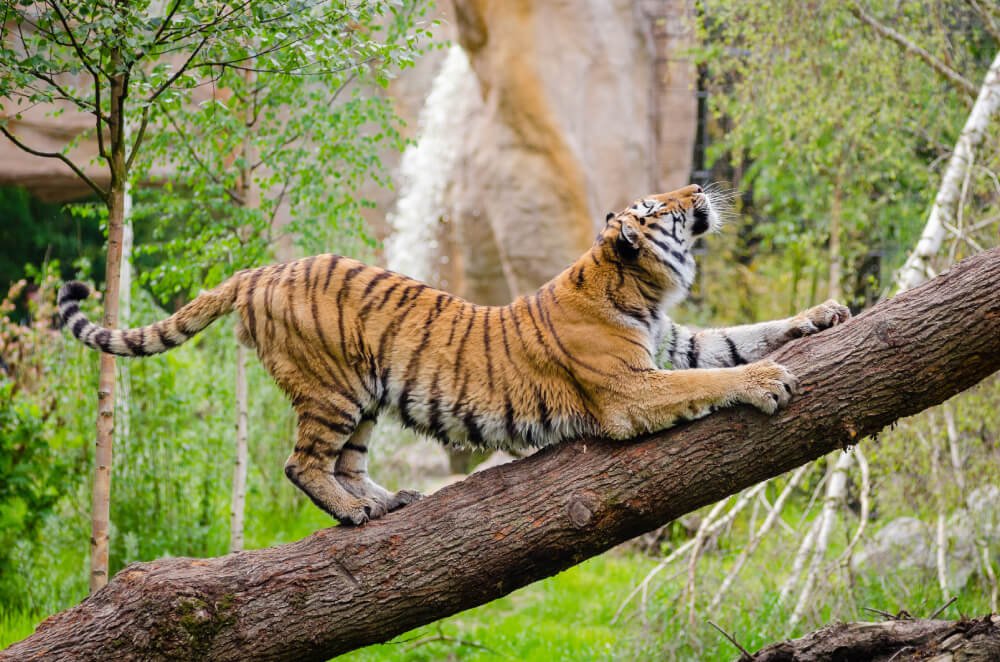 Ranthambore Tiger Safari tour with Jaipur