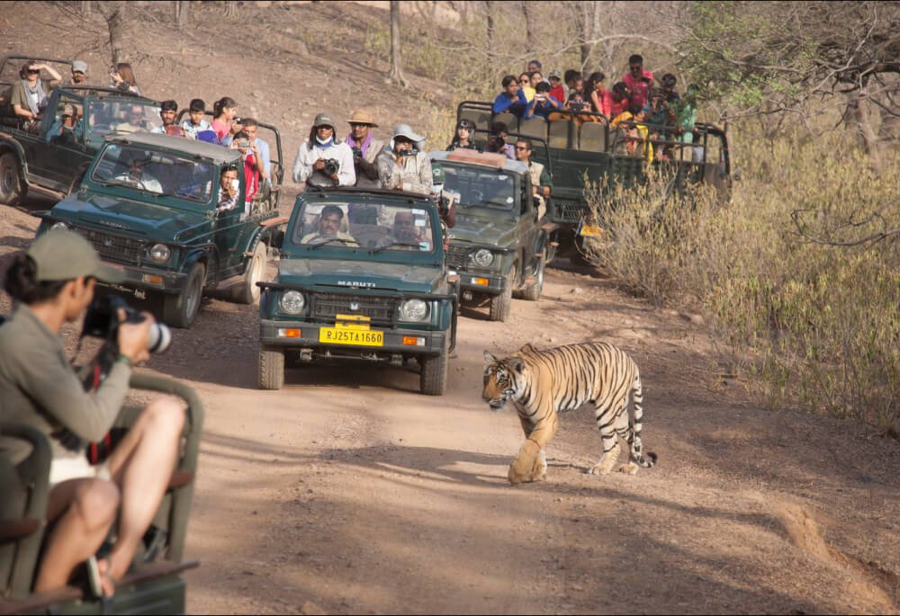 Ranthambore Tiger Safari tour with Jaipur
