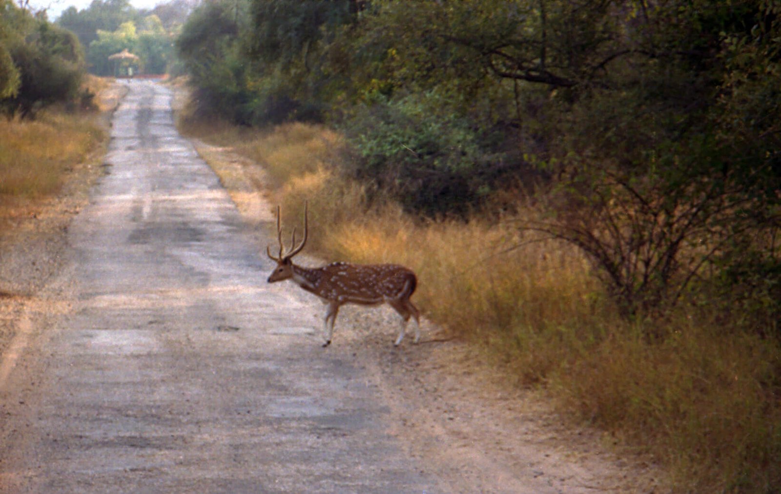 Sariska Wildlife Tour with Tiger Safari