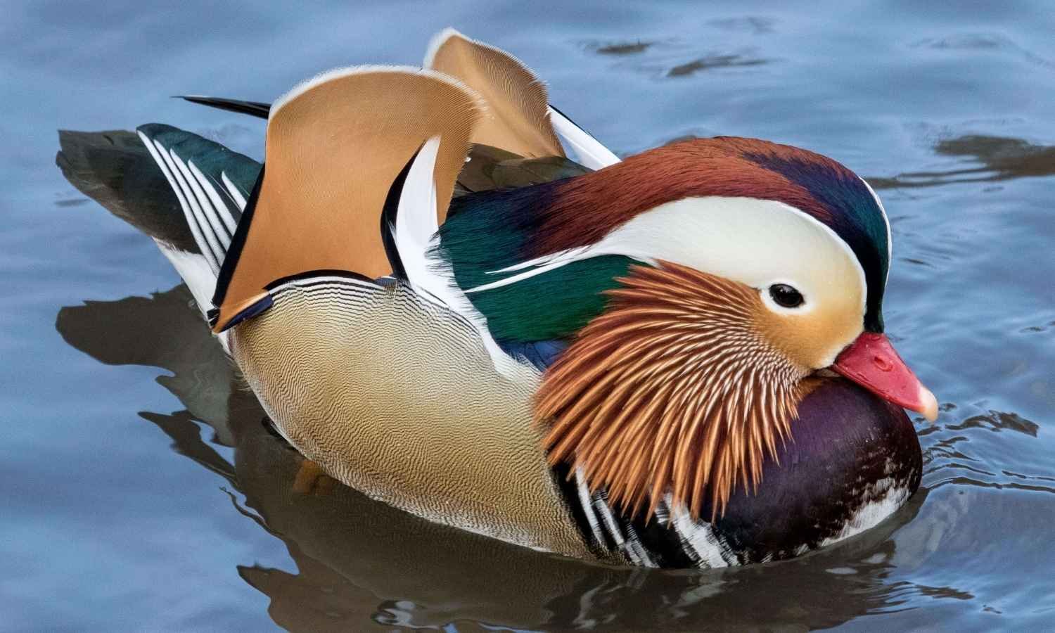 Rajasthan Wildlife Tour with Delhi Agra