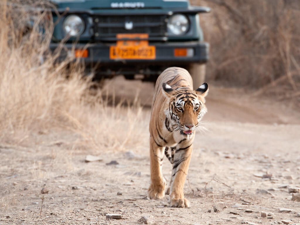 Rajasthan Wildlife Tour with Delhi Agra