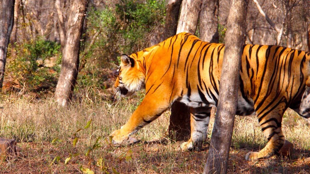 Rajasthan Bird Watching Tour