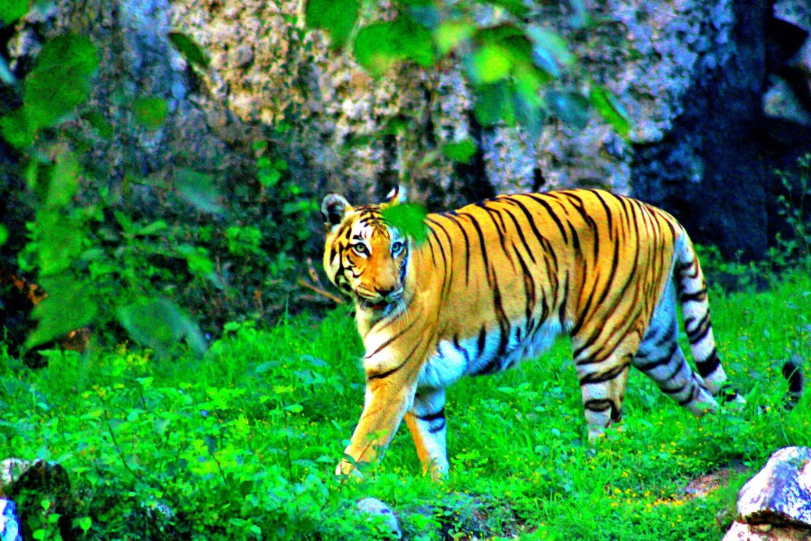 Sunderbans Tiger Safari Tour