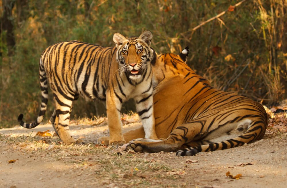 Royal Rajasthan Tour with Bandhavgarh