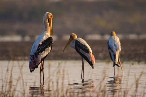 Royal Rajasthan Tour with Bandhavgarh