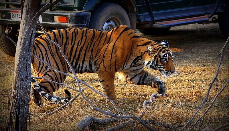 Royal Rajasthan Tour with Bandhavgarh