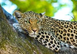 Jawai Leopard Safari with Ranthambore