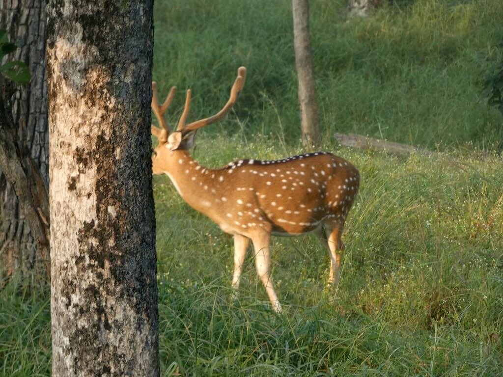 Tadoba and Pench Tiger Safari Tour
