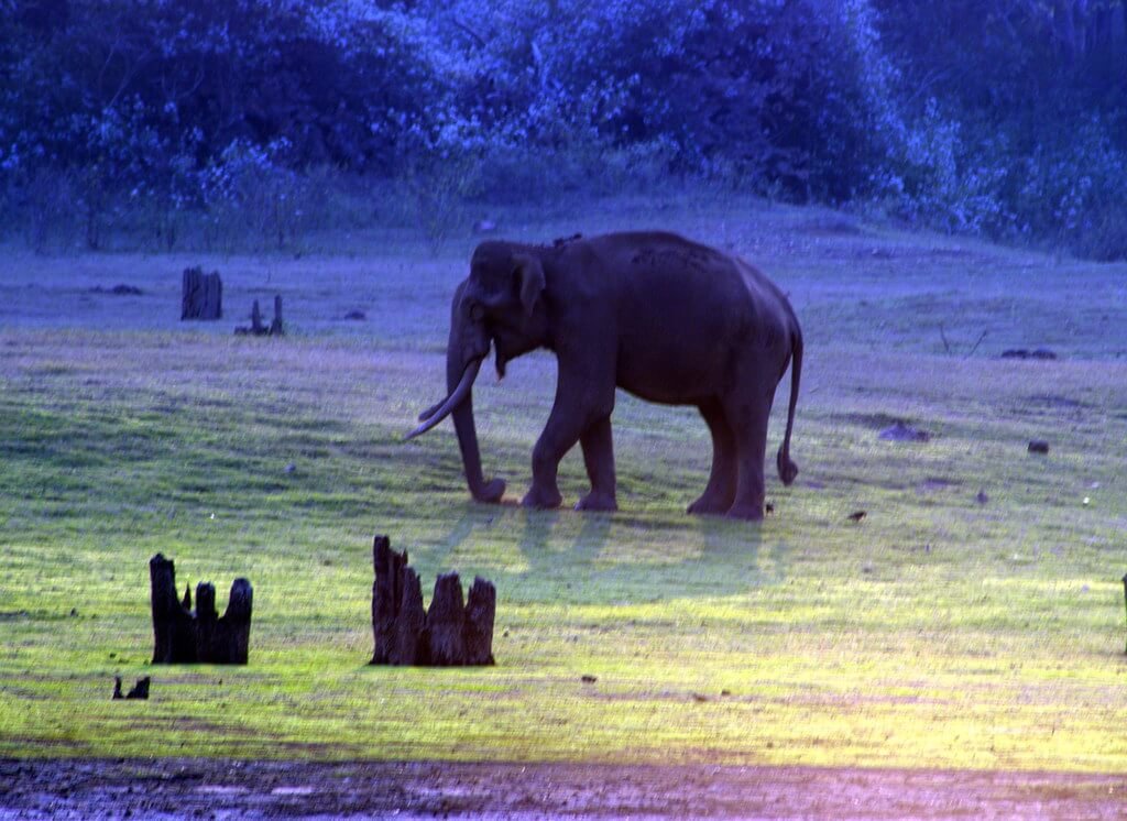 Black Panther Wildlife Tour